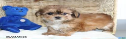 Shorkie dogs for sale: Daisy - Ad 4
