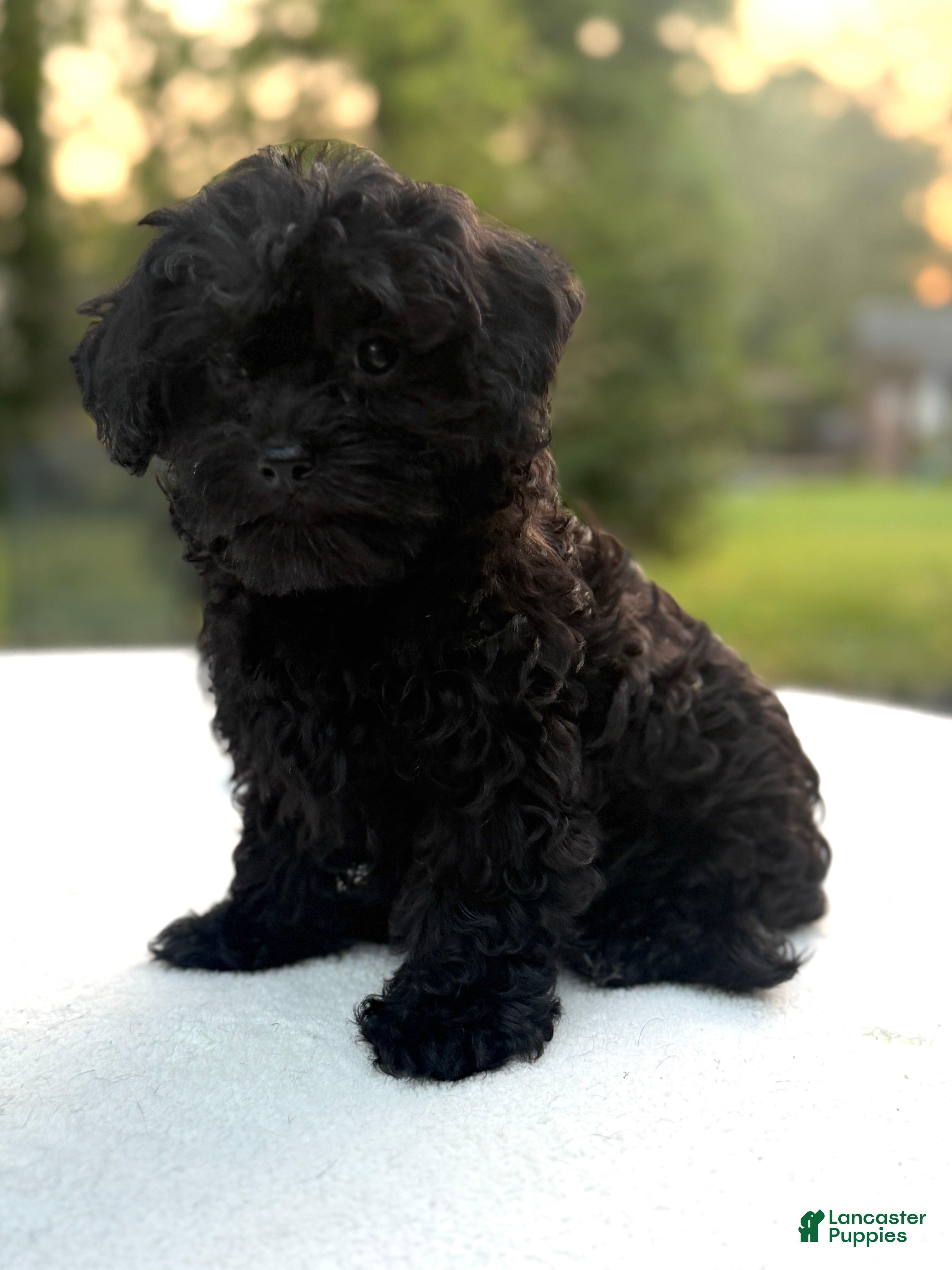 Mixed Breed dogs Holly - Ad 2