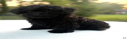 Mixed Breed dogs for sale: Holly - Ad 2