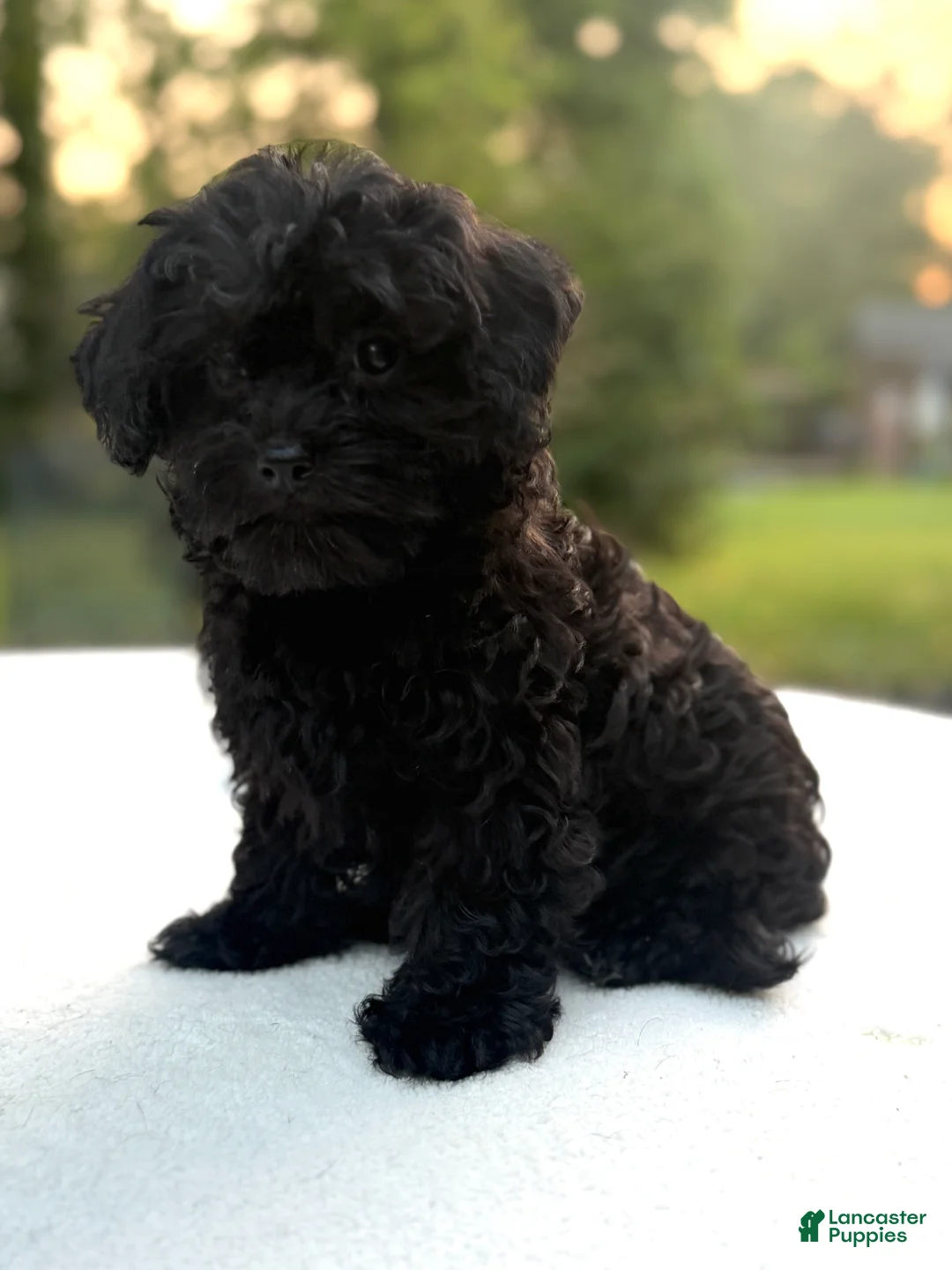 Mixed Breed dogs for sale: Holly - Ad 2