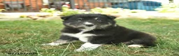 Border Collie dogs for sale: Hugo  - Ad 2