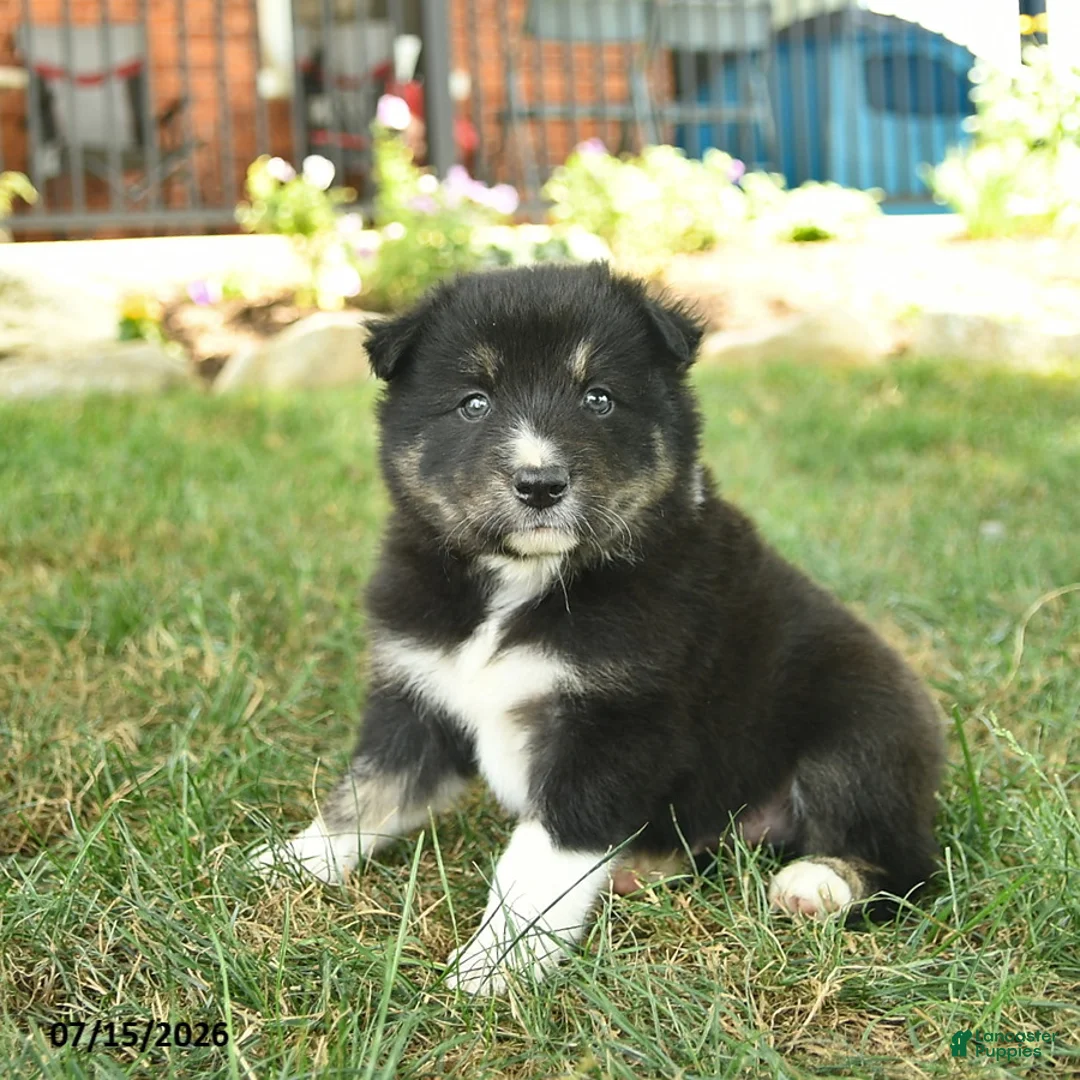 Border Collie dogs for sale: Hugo  - Ad 2