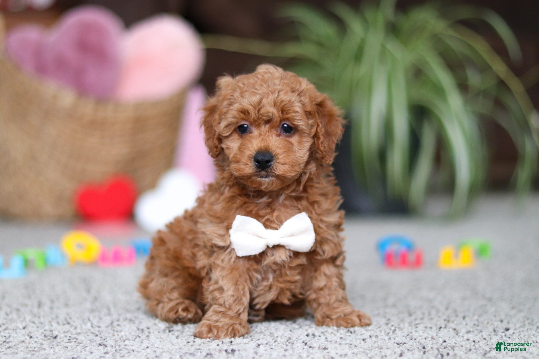 Cavapoo dogs Asher - Ad 40
