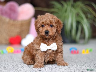 Cavapoo dogs Asher - Ad 40