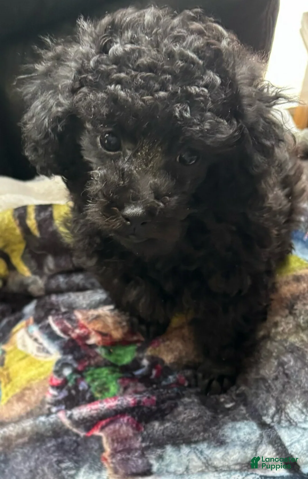 Toy Poodle dogs for sale: Holly - Ad 1