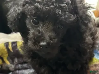 Toy Poodle dogs Holly - Ad 25