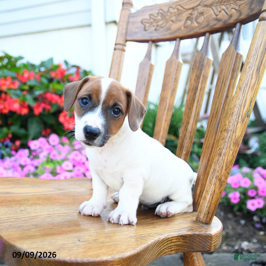 Jack Russell Terrier dogs Sherbet - Ad 2