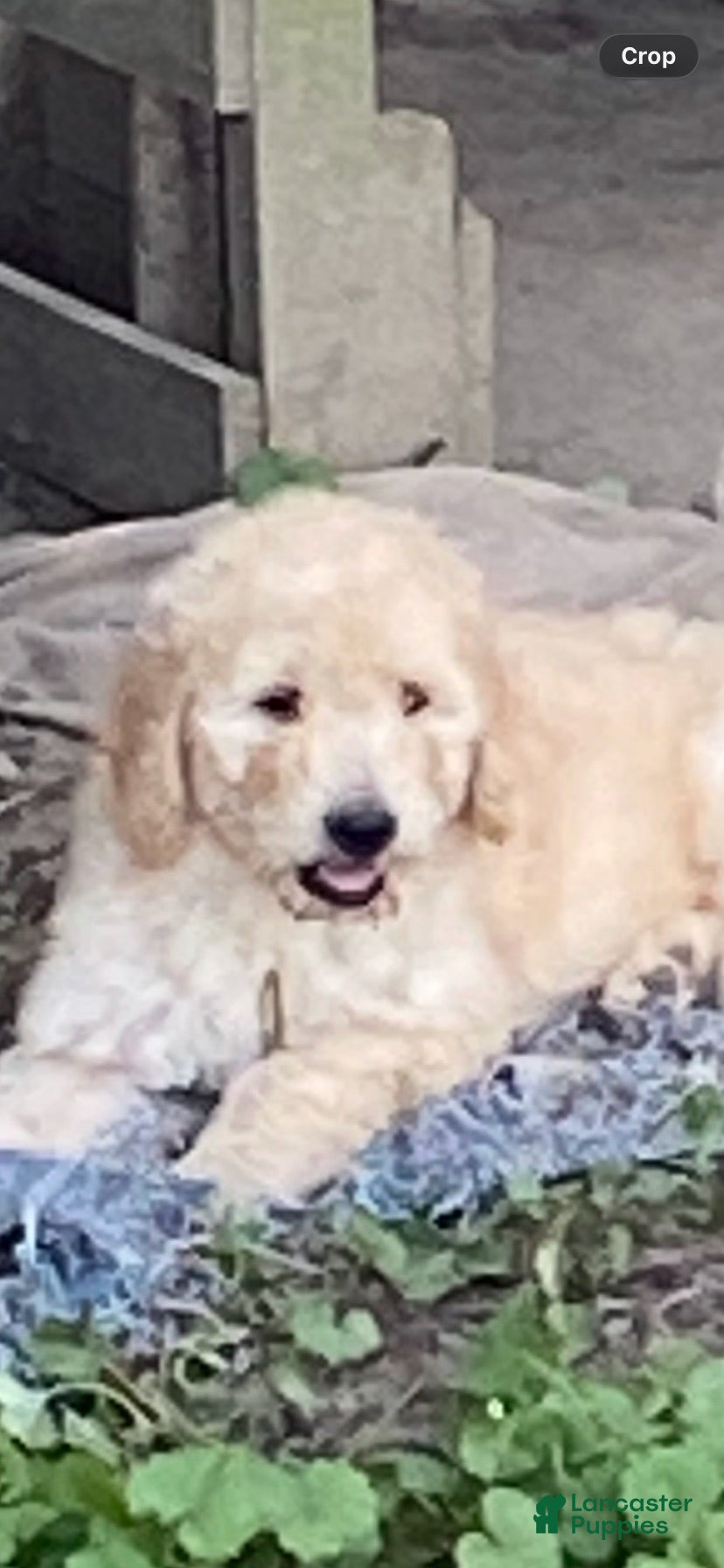 Goldendoodle dogs Goldendoodle 1 - Ad 3