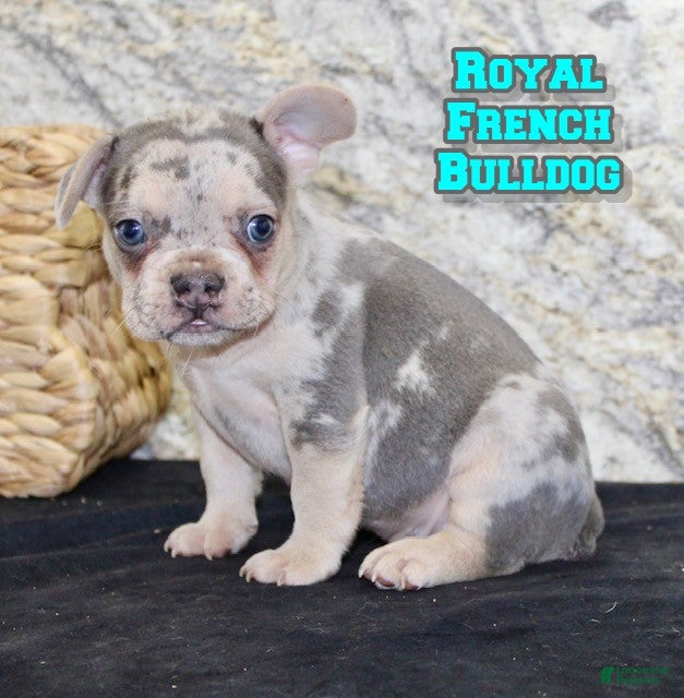 French Bulldog dogs Royal - Ad 17