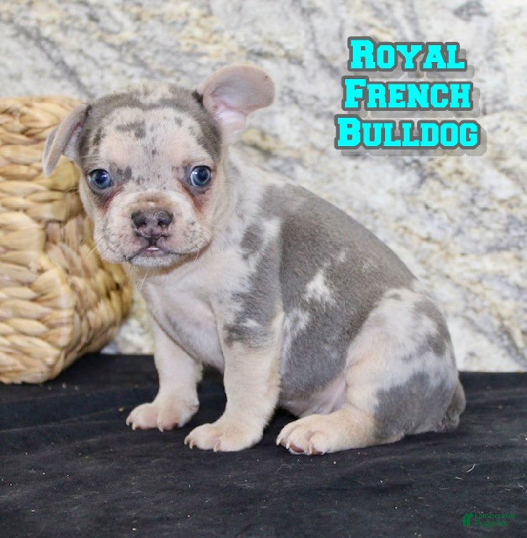 French Bulldog dogs for sale: Royal - Ad 1