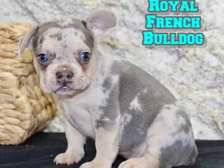 French Bulldog dogs Royal - Ad 18