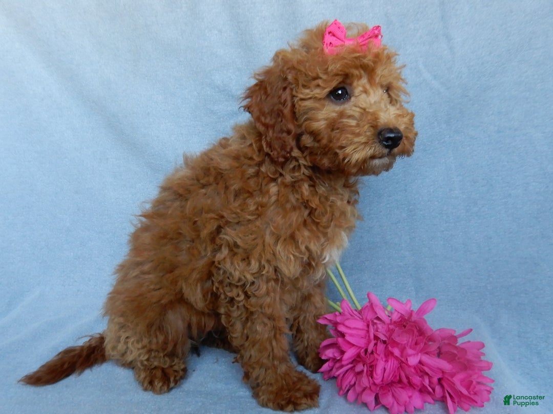 Mini Goldendoodle dogs for sale: Poppy - Ad 3