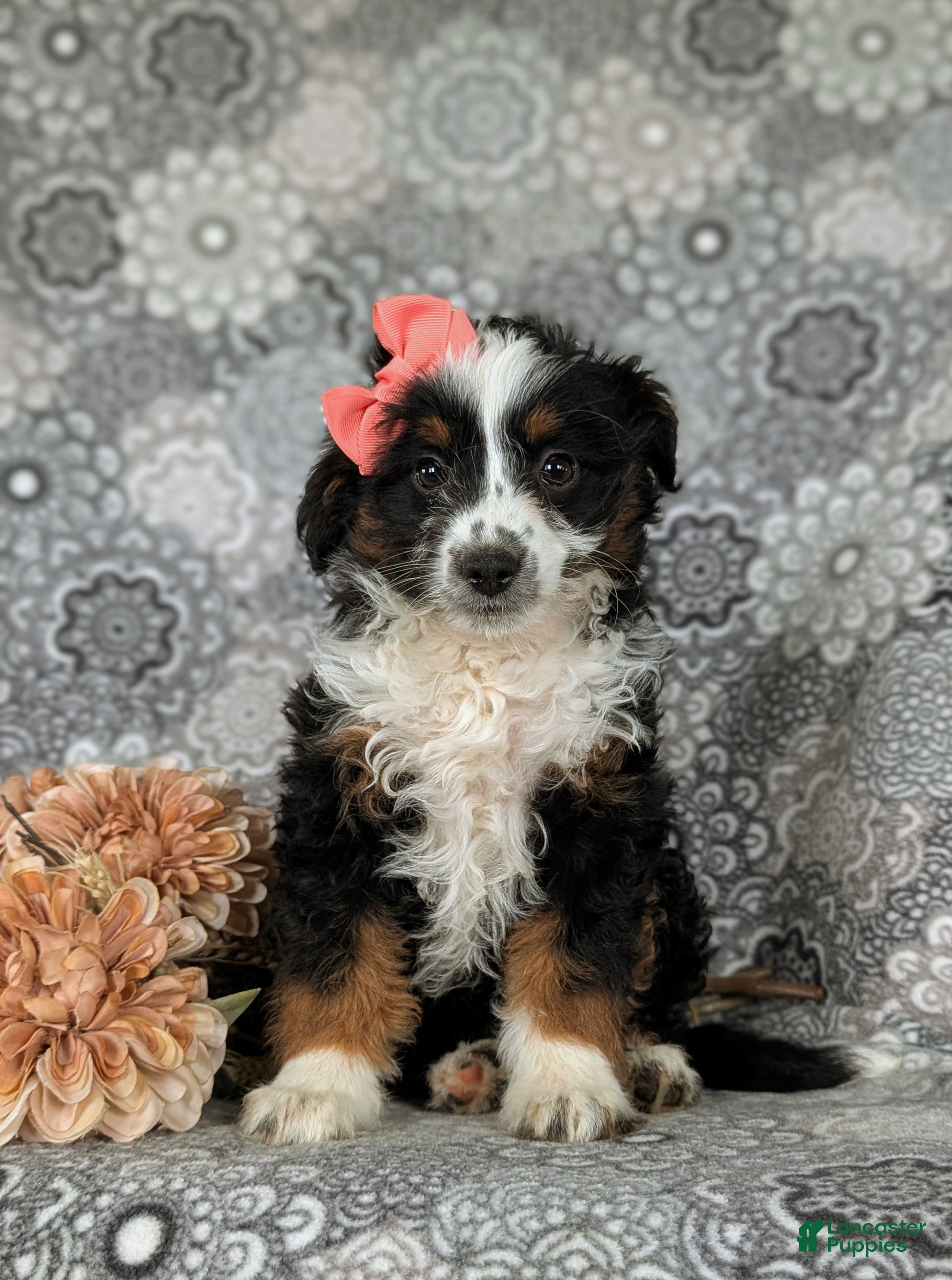 Mini Aussiedoodle dogs for sale: Lexie - Ad 1