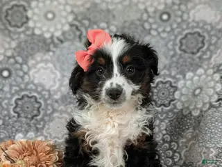 Mini Aussiedoodle dogs for sale: Lexie - Ad 1