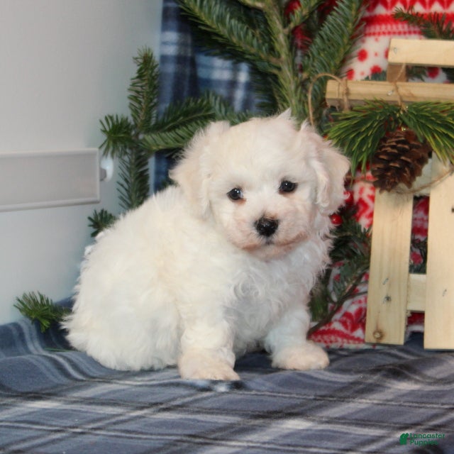 Bichon Frise dogs Isabella - Ad 14