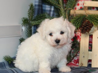 Bichon Frise dogs Isabella - Ad 28