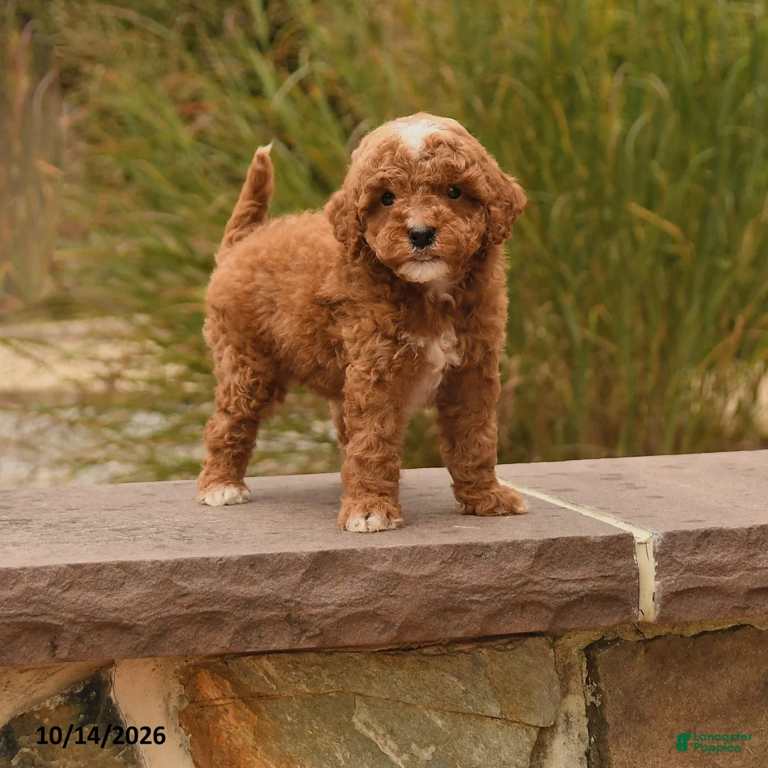 Toy Poodle dogs for sale: Scout - Ad 1