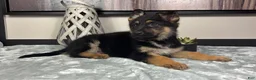 German Shepherd dogs for sale:  Boy 2: Joey  - Ad 4