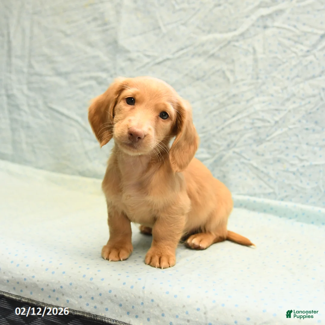 Dachshund dogs for sale: Lee - Ad 5