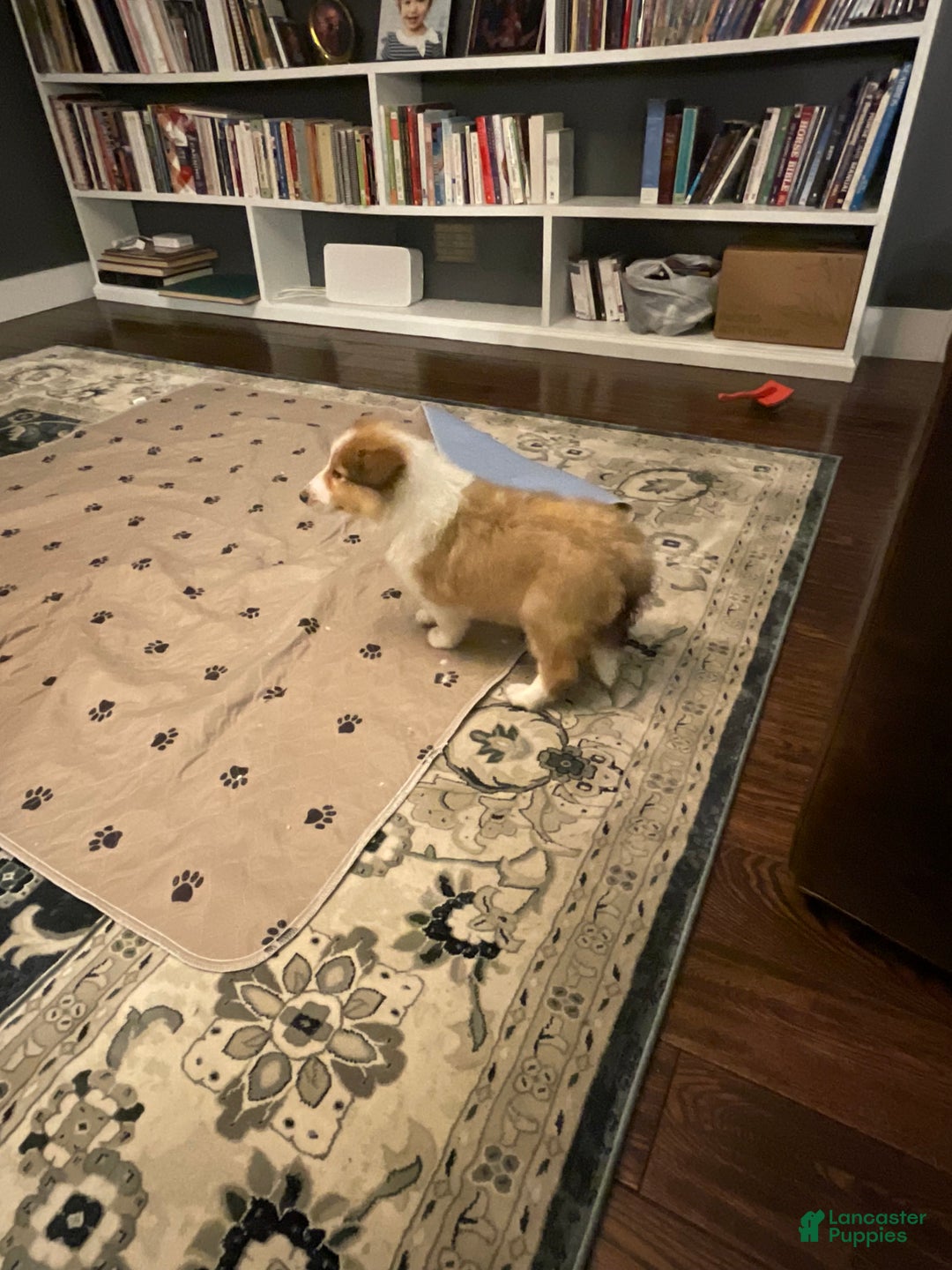 Collie dogs for sale: Collie Puppy 3 - Ad 2