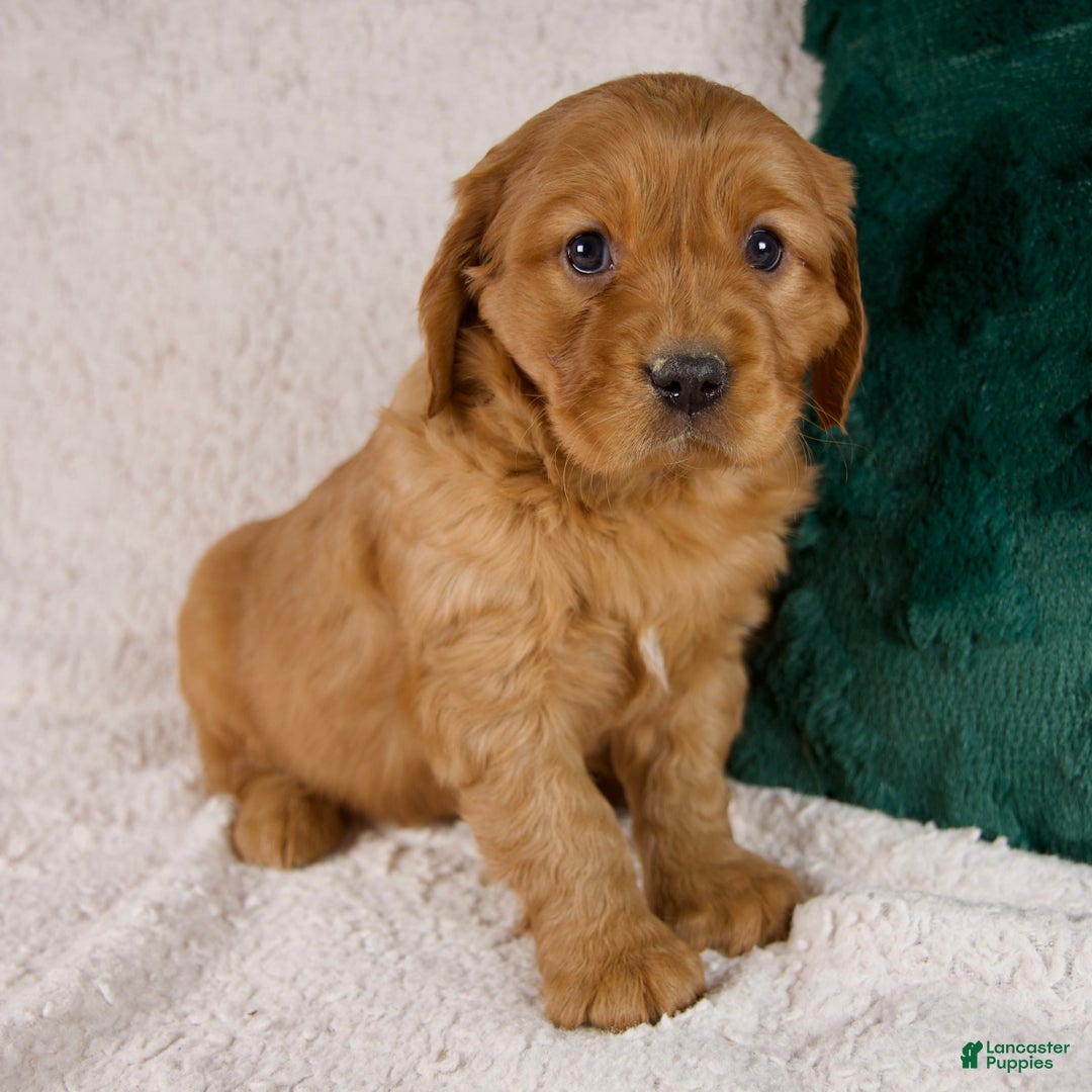 Mixed Breed dogs for sale: Miles - Ad 2