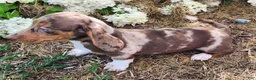 Miniature Dachshund dogs for sale: Bentley  - Ad 9