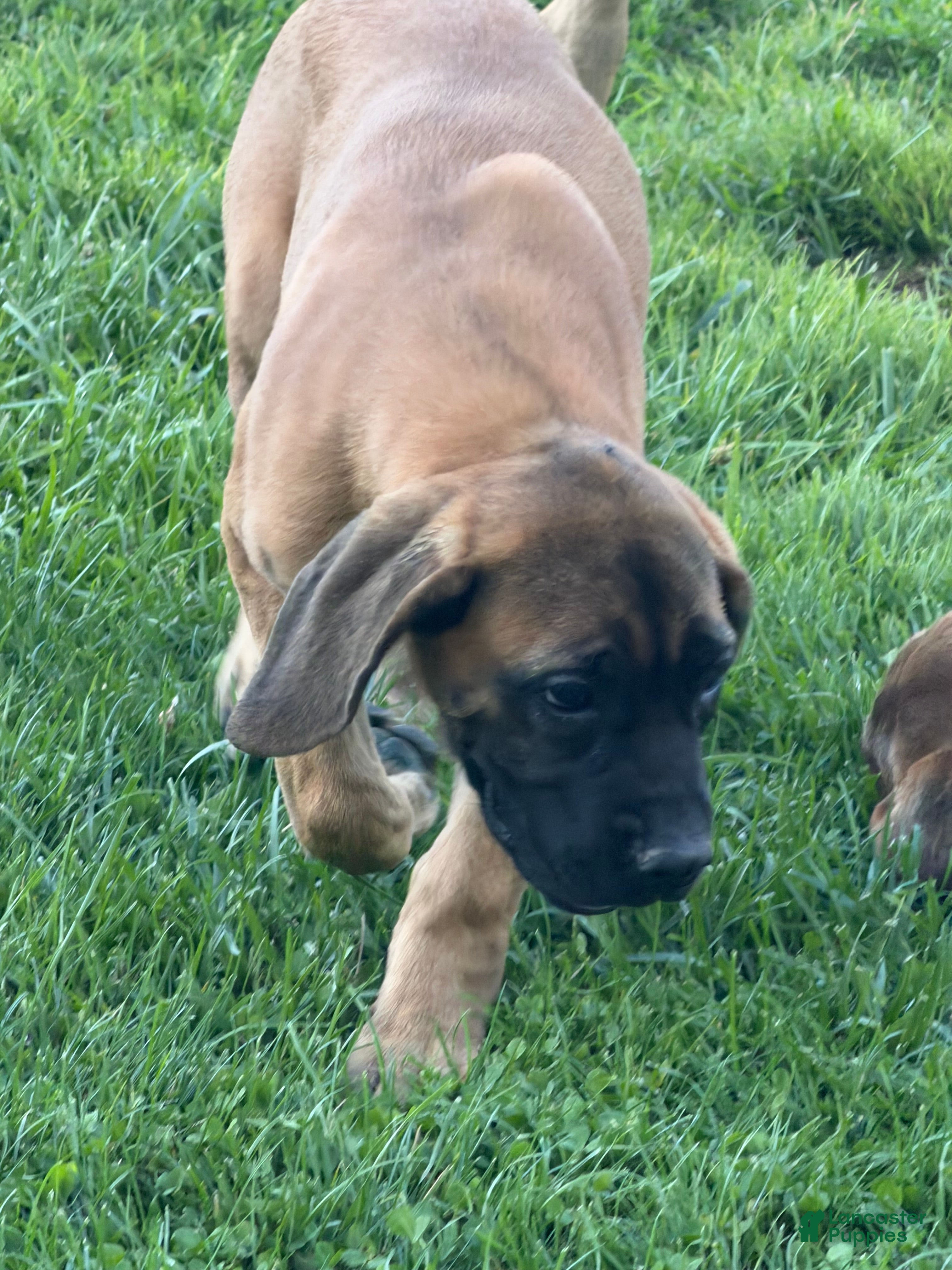 English Mastiff dogs Big Girl - Ad 1