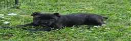 Cane Corso dogs for sale: Apollo - Ad 4