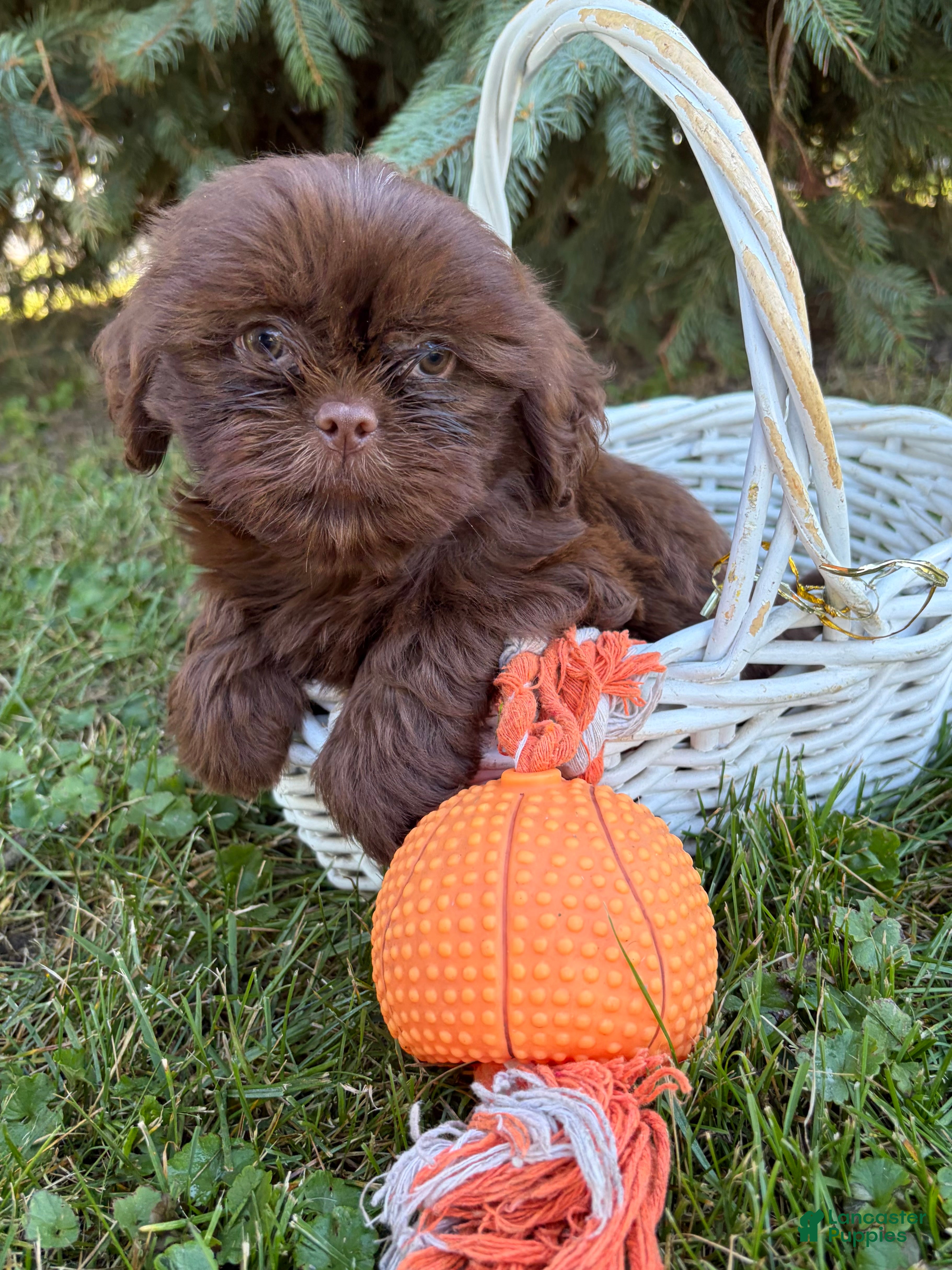 Shih Tzu dogs Luke - Ad 2
