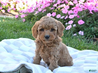 Miniature Labradoodle dogs - Ad 22