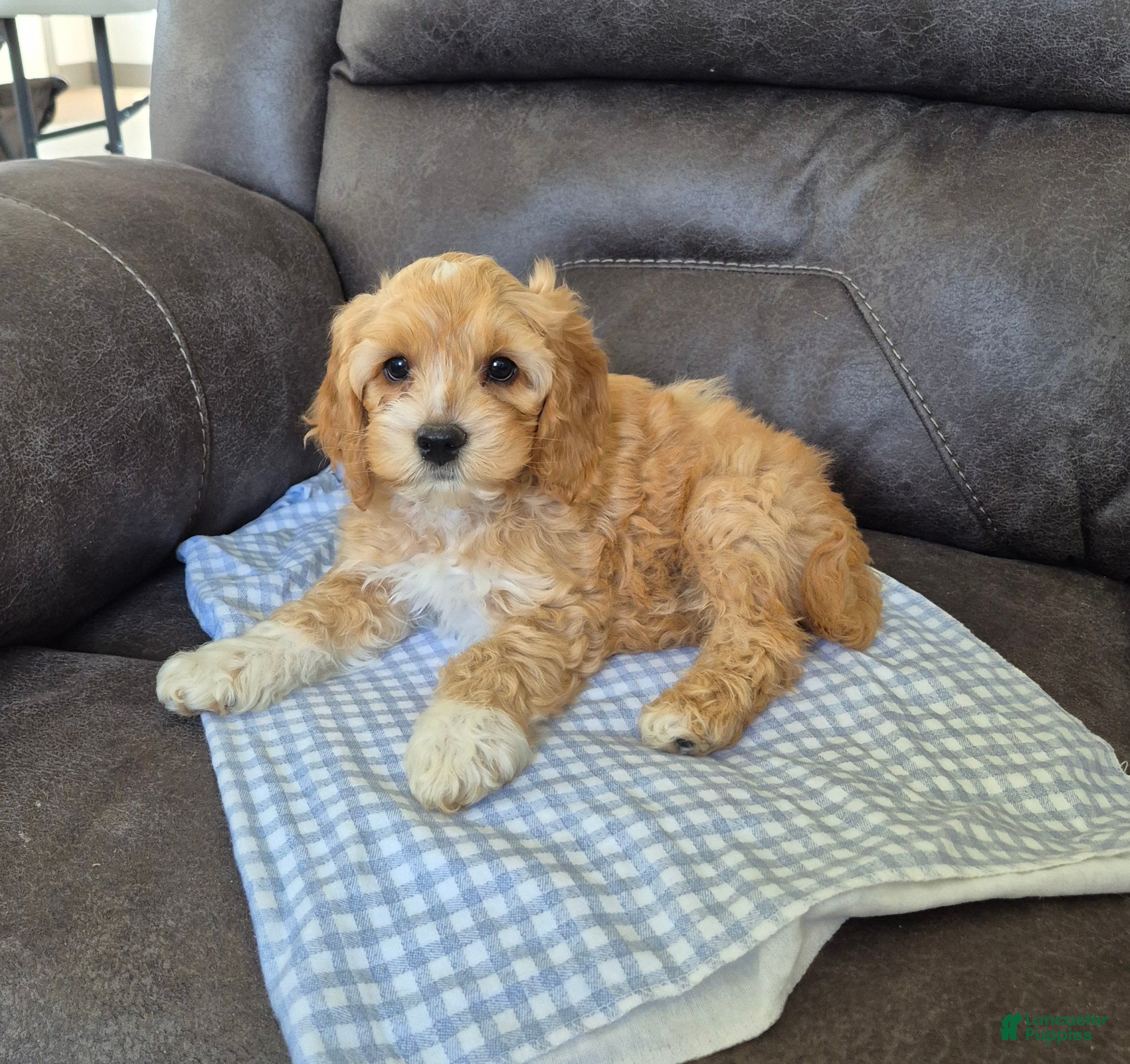 Cockapoo dogs Brody - Ad 2