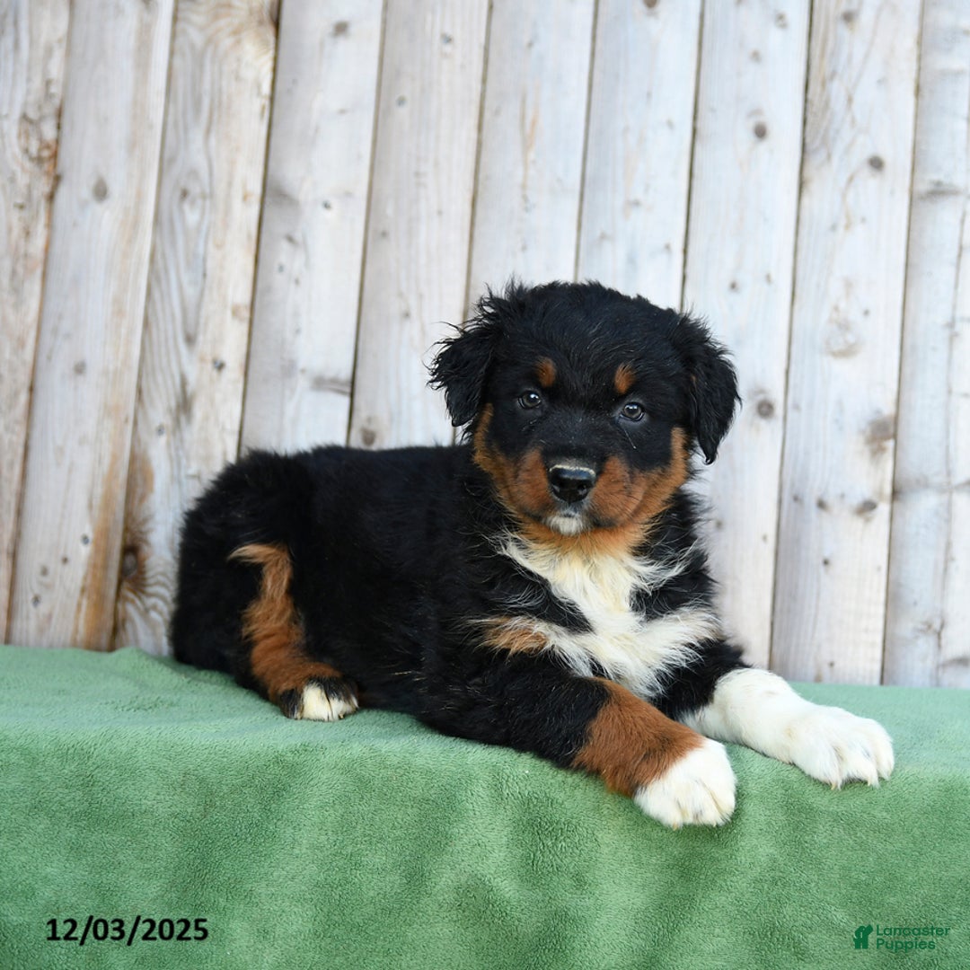 Australian Shepherd dogs for sale: Dorrie - Ad 3