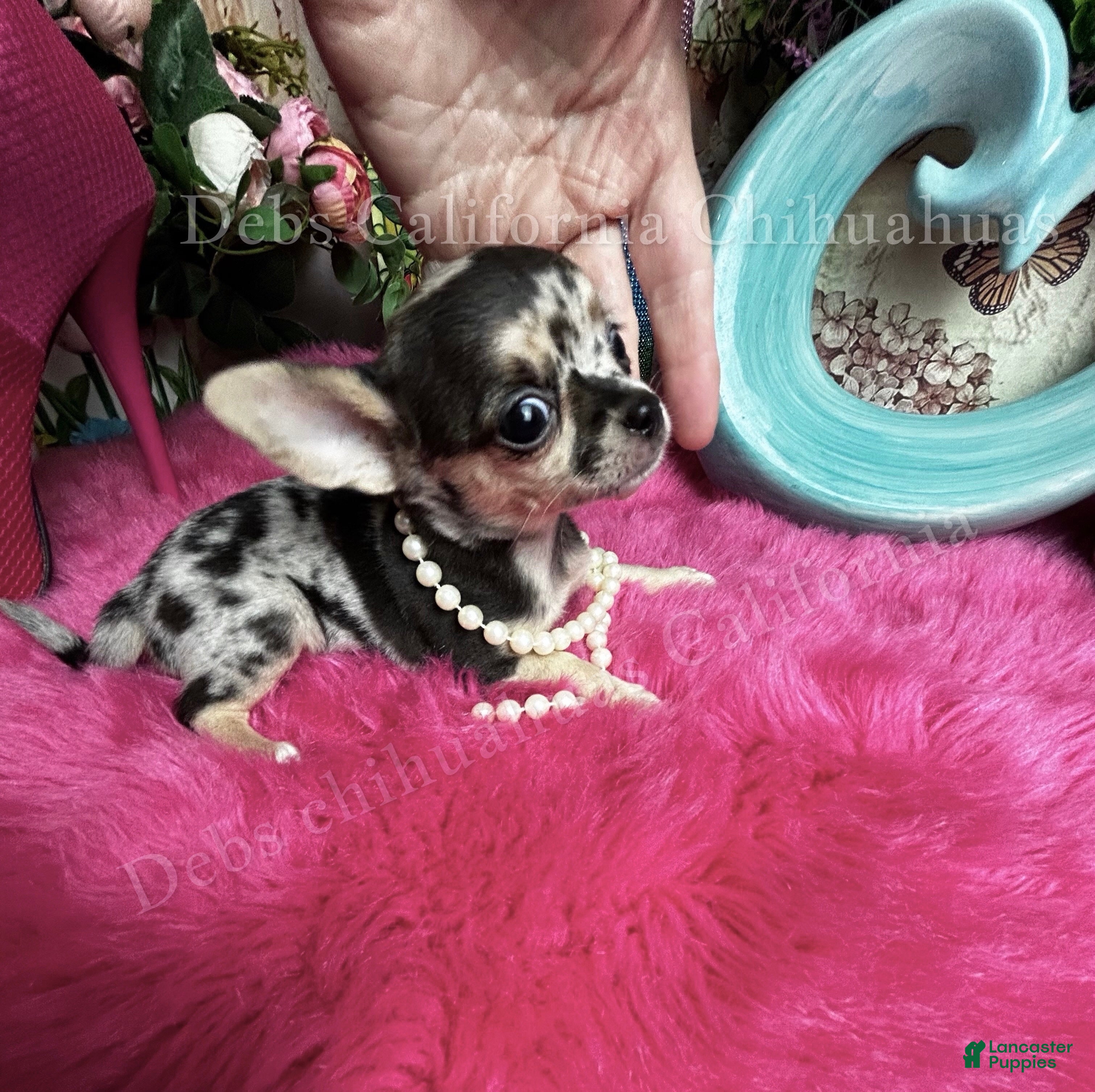 Chihuahua dogs Tiny TIGER LILY - Ad 1