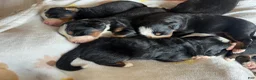 Bernese Mountain Dog dogs for sale: Dark Pink Female - Ad 5
