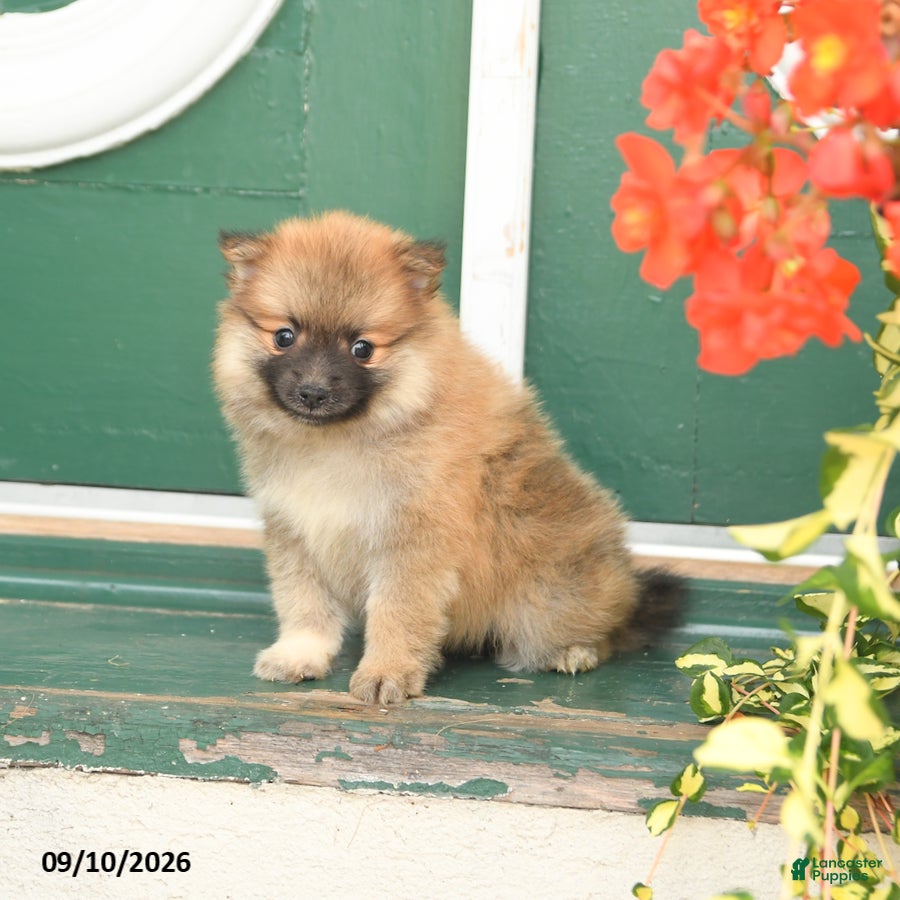 Pomeranian dogs Minnie - Ad 1