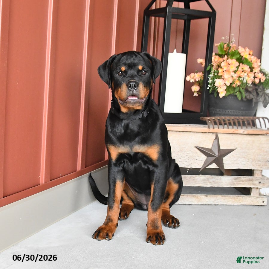 Rottweiler dogs Riann - Ad 2