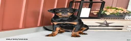 Rottweiler dogs for sale: Riann - Ad 2