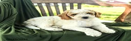Goldendoodle dogs for sale: Brett - Ad 3