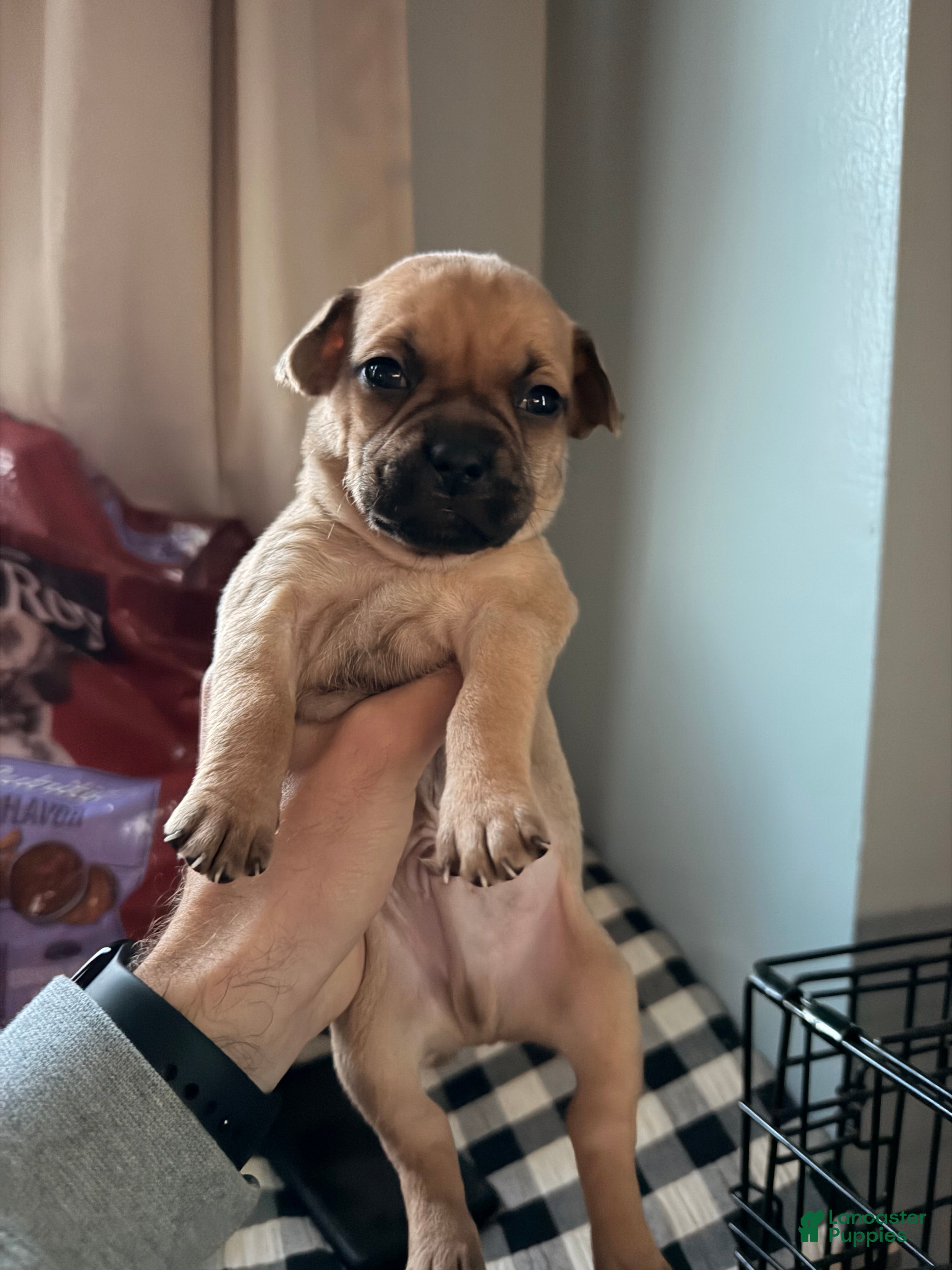 Mixed Breed dogs Chug 3 - Ad 10