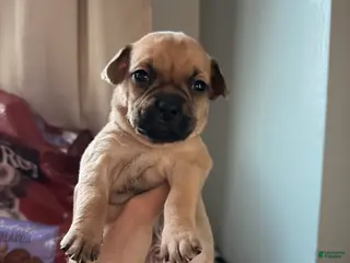 Mixed Breed dogs Chug 3 - Ad 39