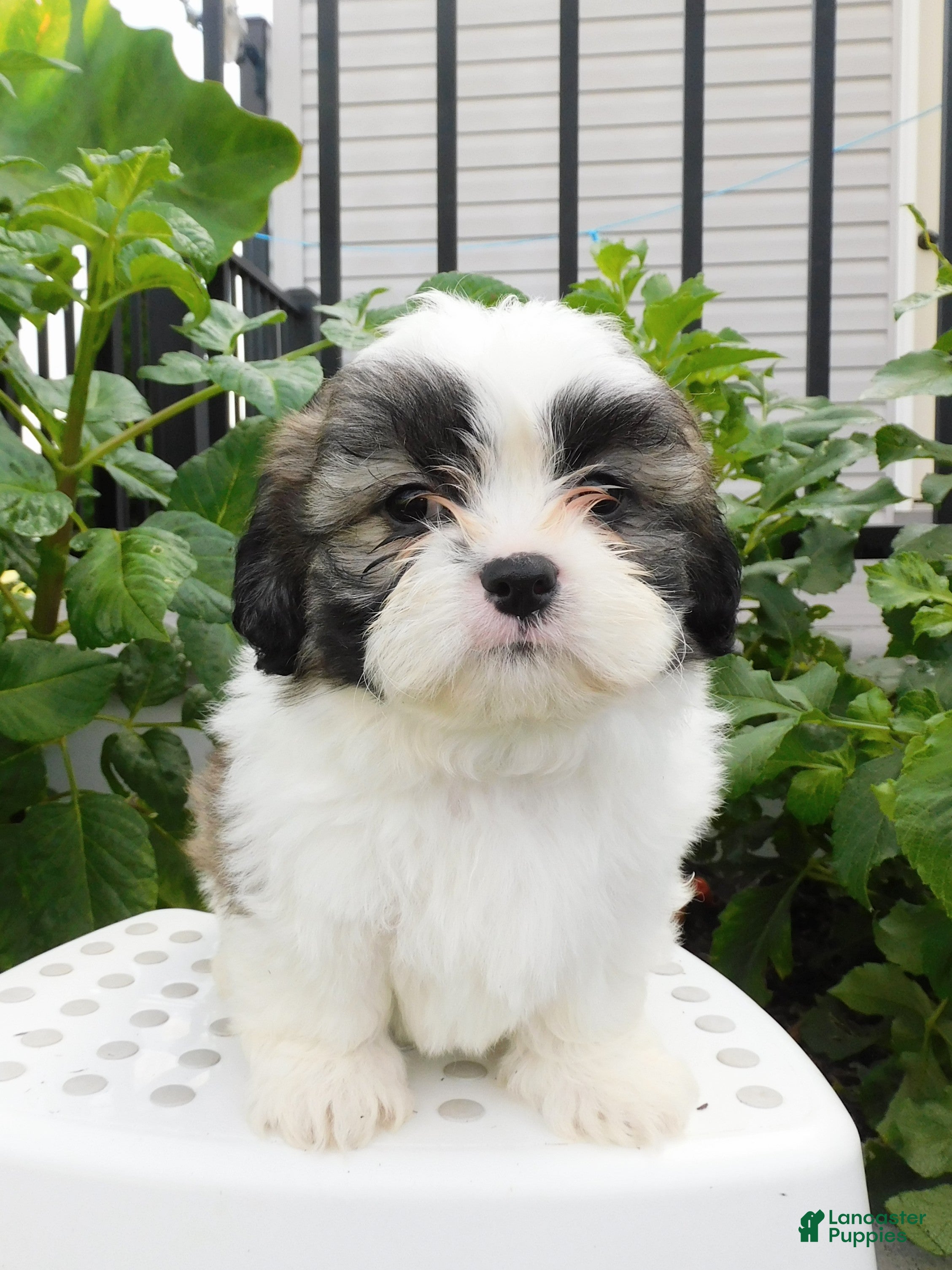 Teddy Bear dogs Parker - Ad 1