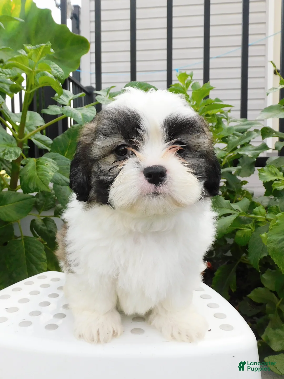 Teddy Bear dogs for sale: Parker - Ad 1