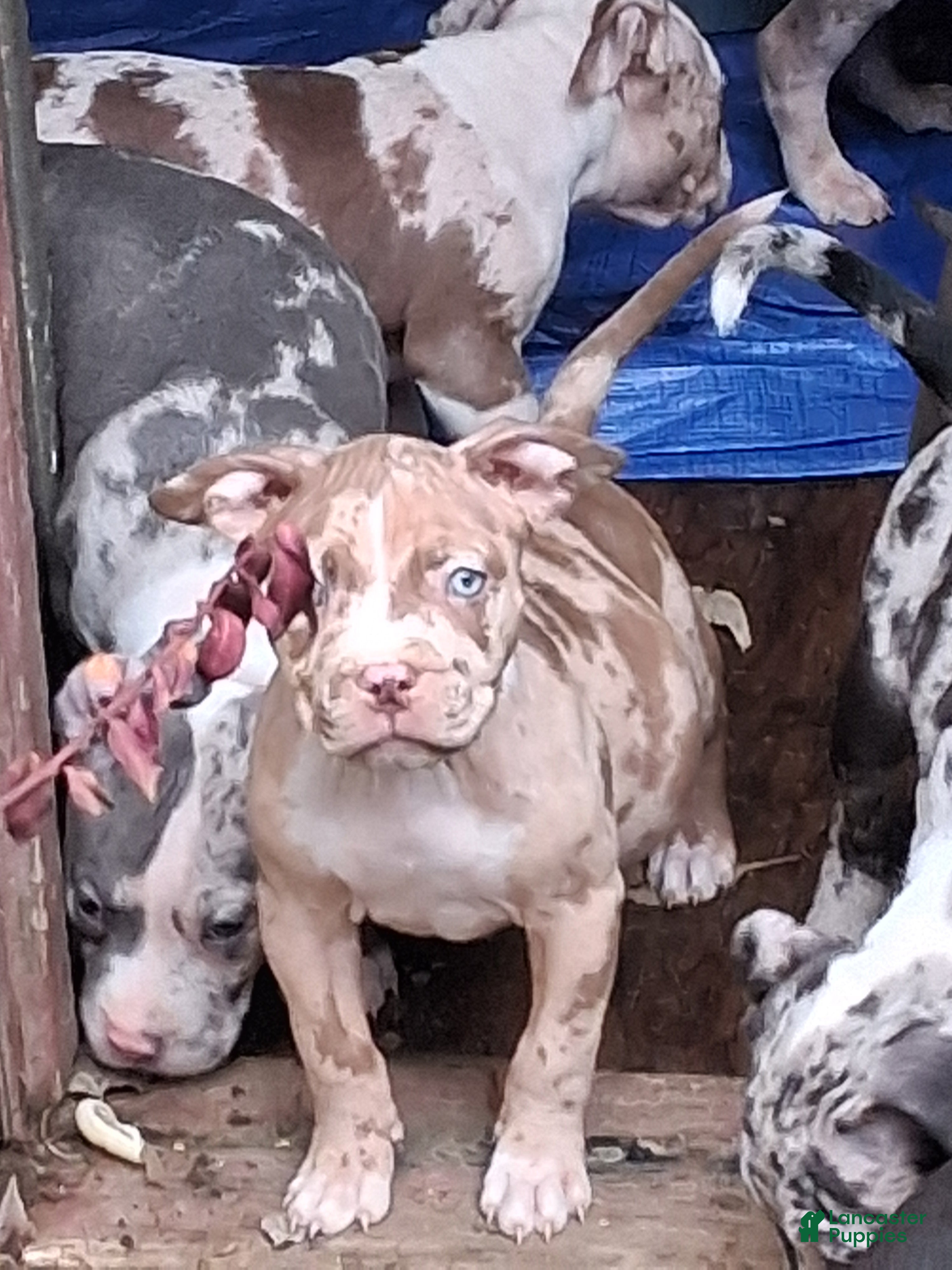 American Bully dogs American Bully Puppy 1 - Ad 39