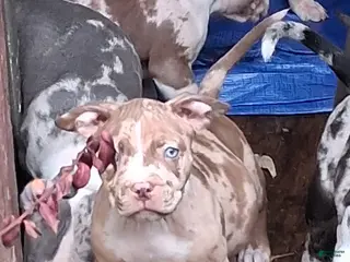 American Bully dogs American Bully Puppy 1 - Ad 39