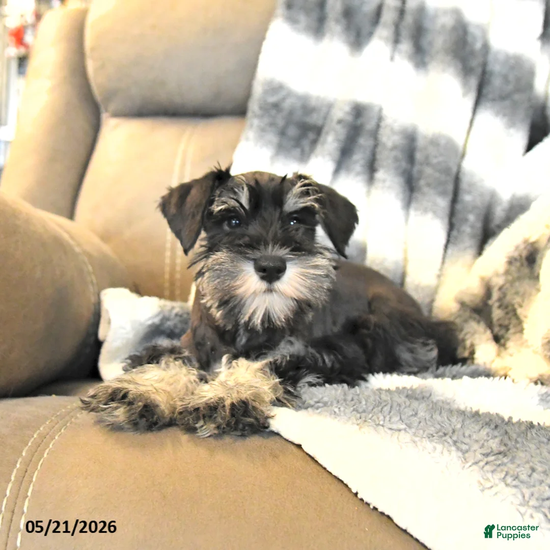 Miniature Schnauzer dogs for sale: Hailey - Ad 2