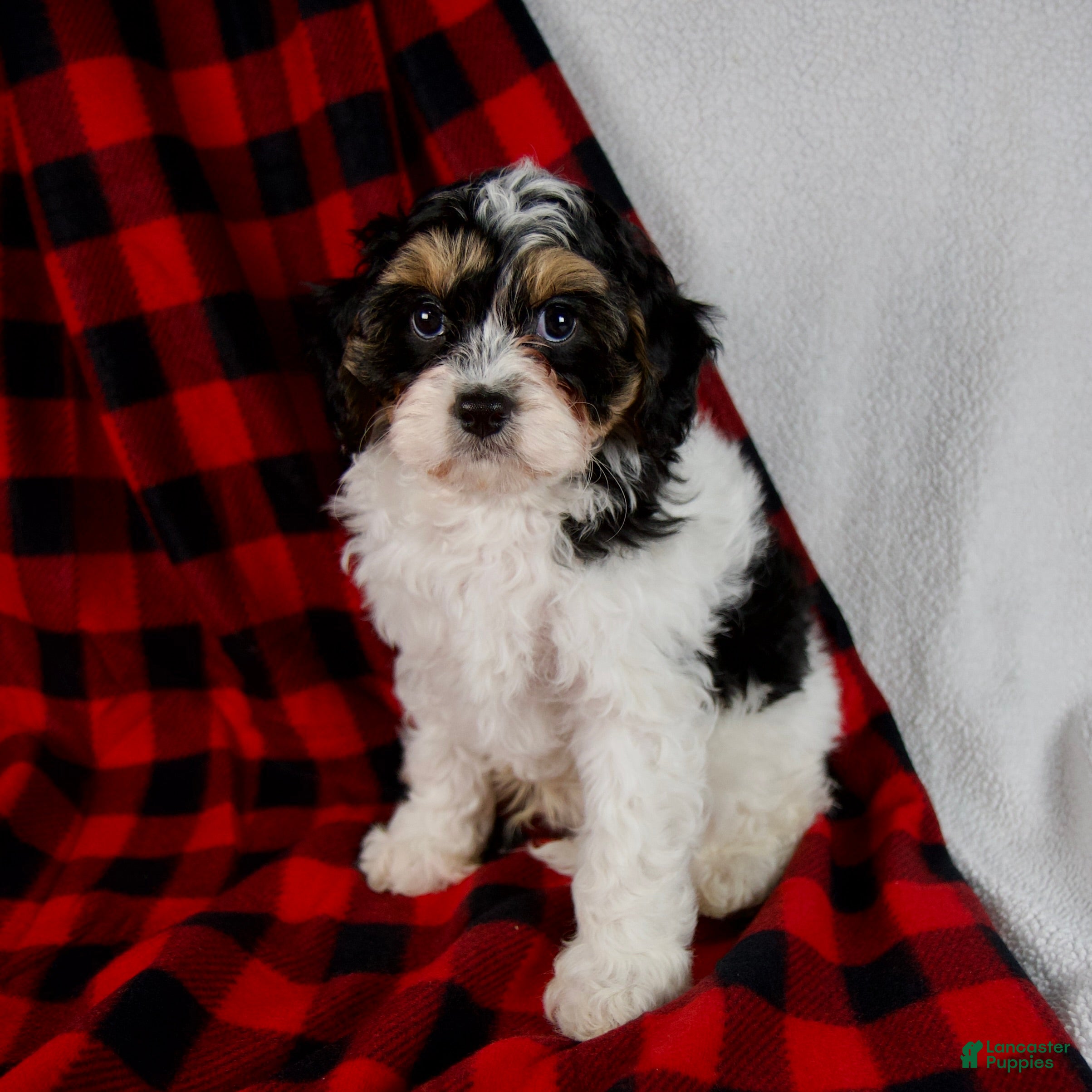 Cavapoo dogs Enzo - Ad 12