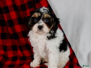 Cavapoo dogs Enzo - Ad 42