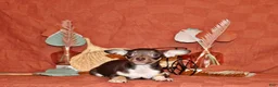Chihuahua dogs for sale: Remus - Ad 2