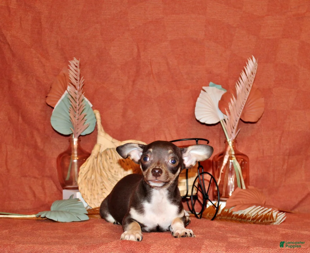Chihuahua dogs for sale: Remus - Ad 2