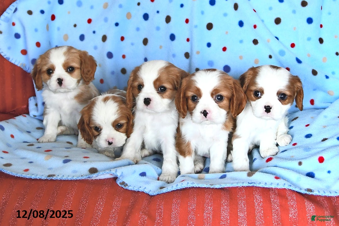 Cavalier King Charles Spaniel dogs for sale: Rover - Ad 5